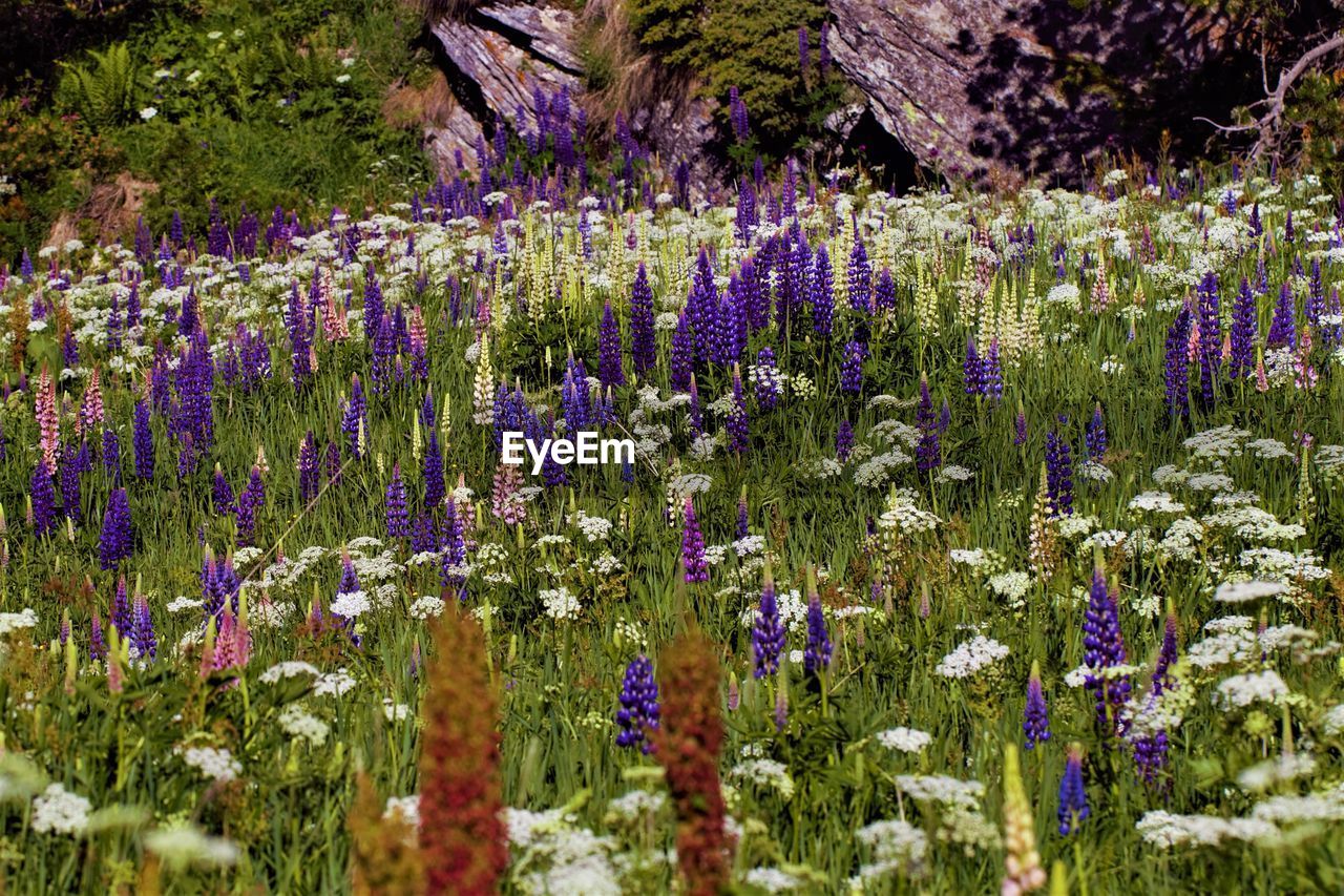 Purple flowering plants on field