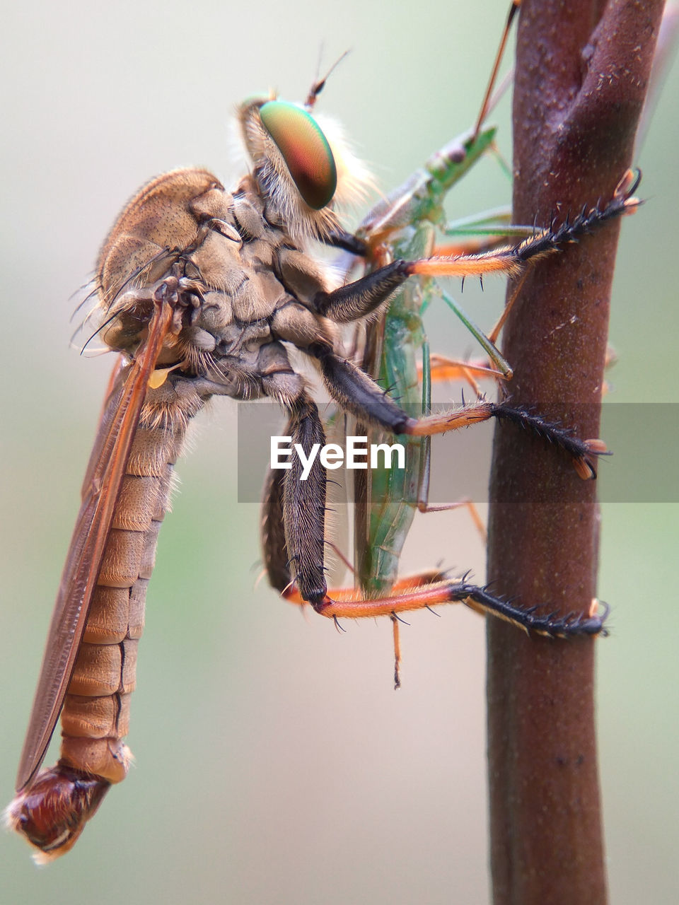 Close-up of damselfly holding insect on stem