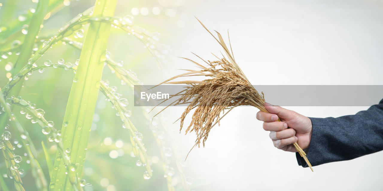 cropped hand of woman holding plant on field