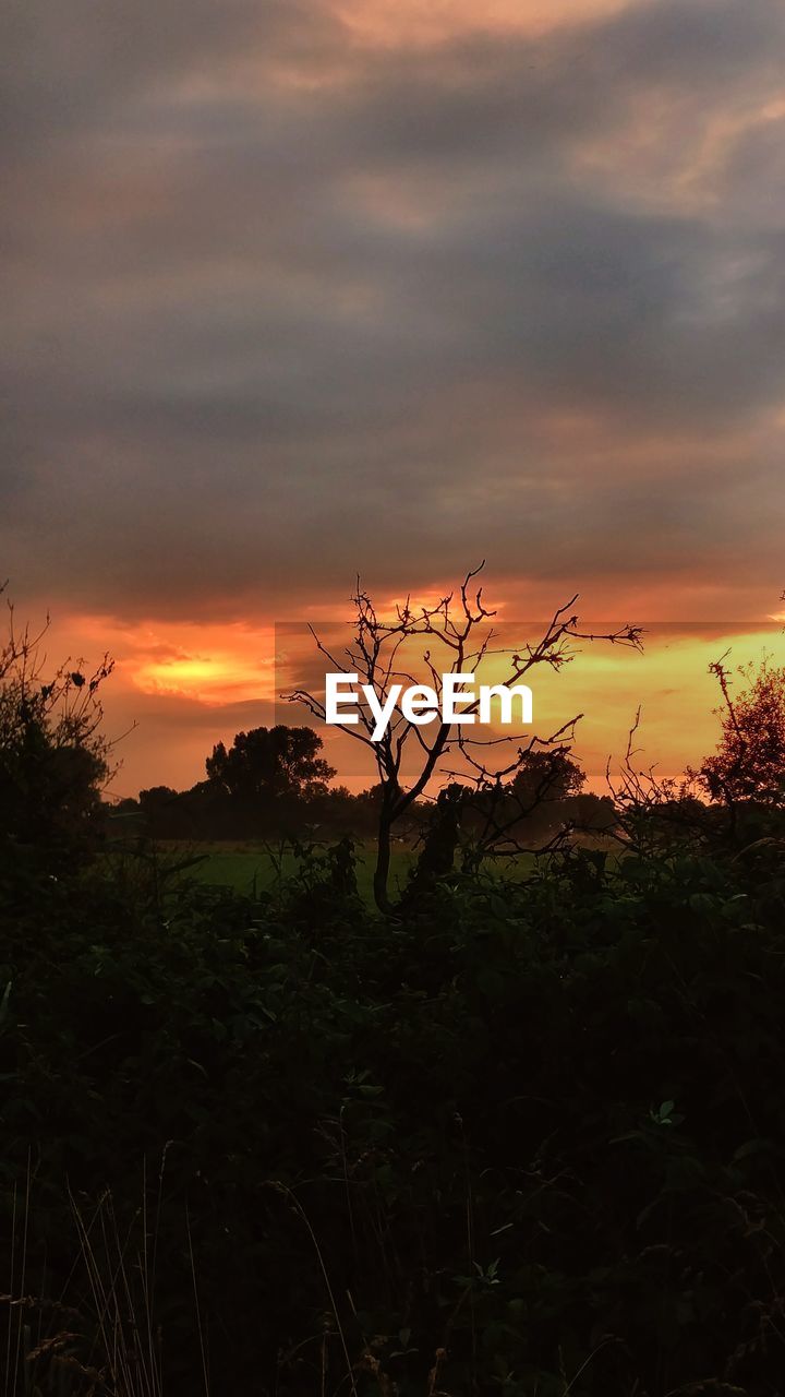 SILHOUETTE TREES ON FIELD AGAINST SKY DURING SUNSET