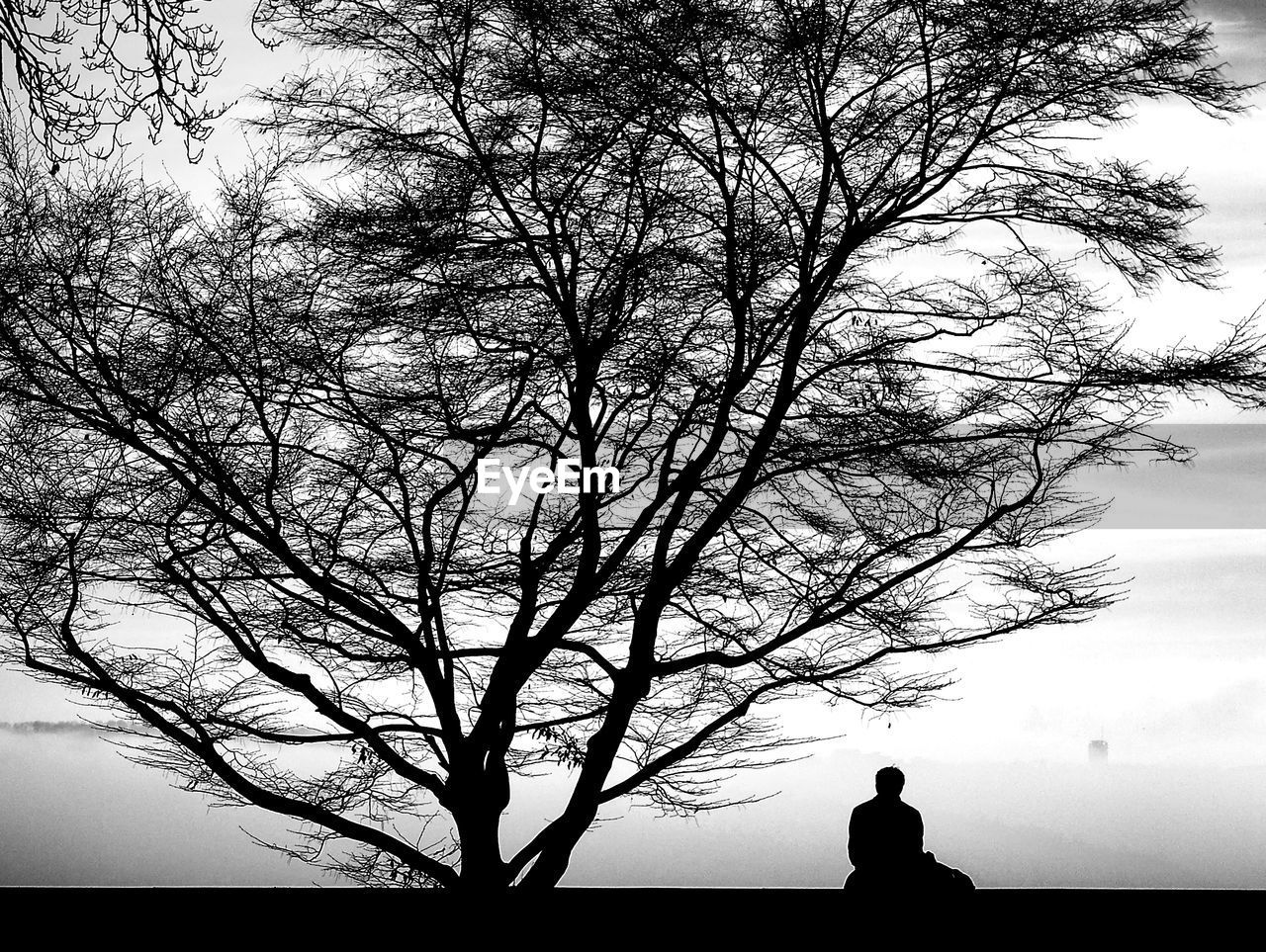 Silhouette person sitting by bare tree against sky