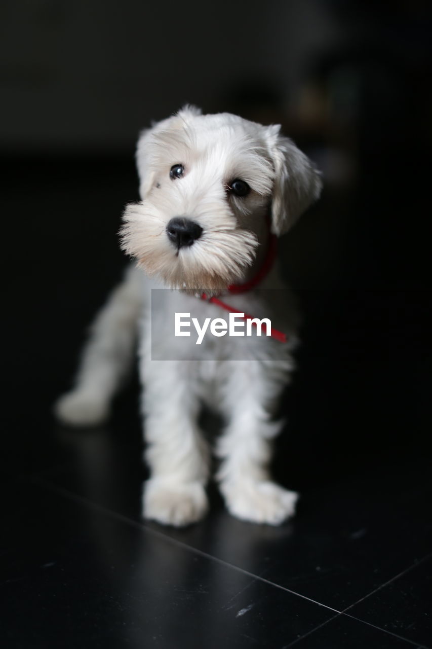 Portrait of white puppy