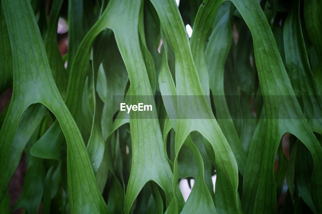 Full frame shot of plants