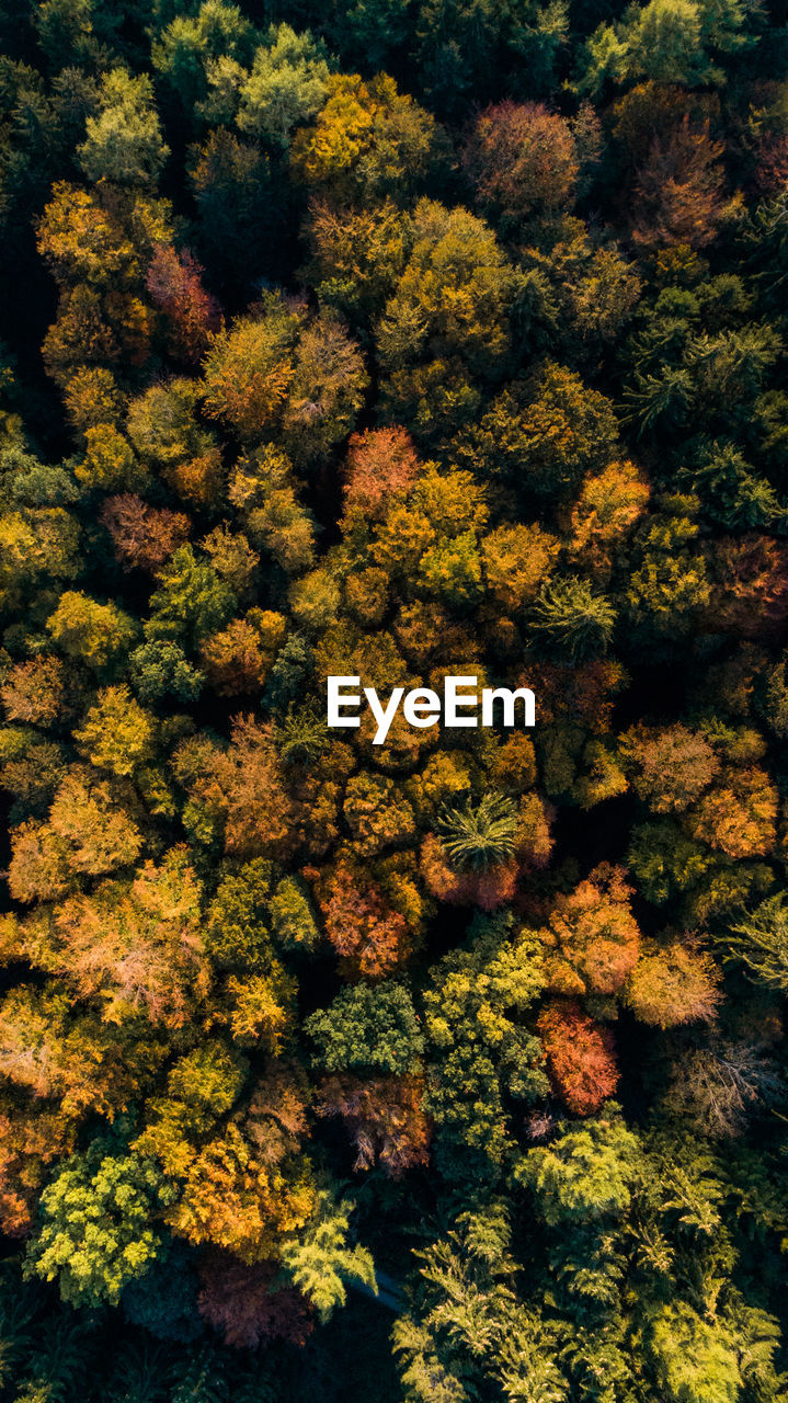 FULL FRAME SHOT OF YELLOW AUTUMN TREE