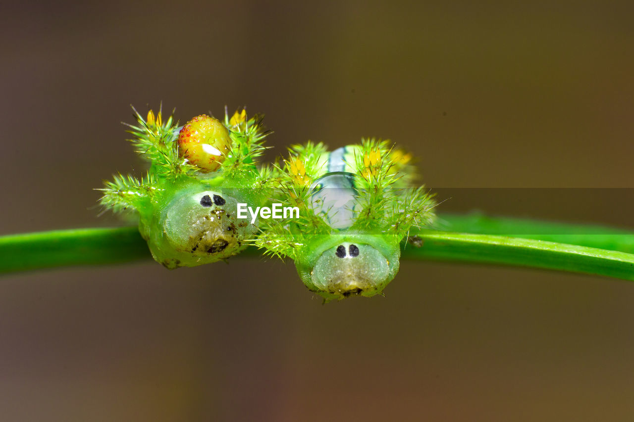 CLOSE-UP OF GREEN INSECT ON FLOWER