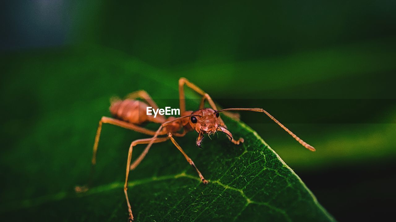 Close-up of insect on leaf