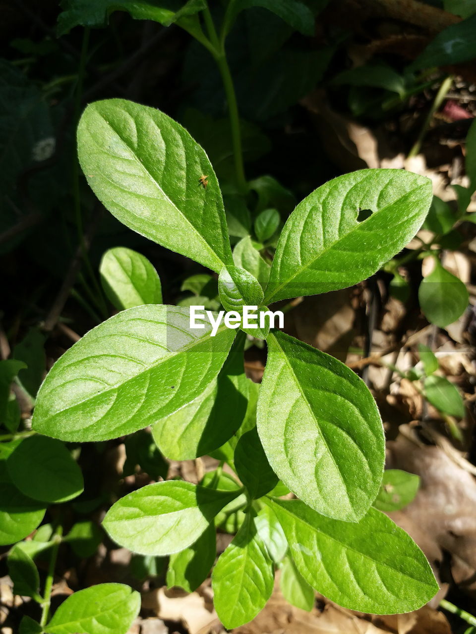 HIGH ANGLE VIEW OF LEAVES ON PLANT