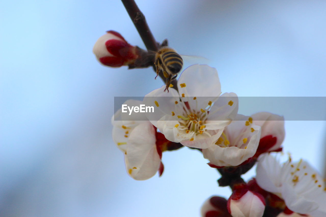 Close-up of white cherry blossoms against sky