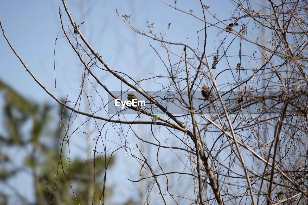 LOW ANGLE VIEW OF BIRD PERCHING ON TREE AGAINST SKY