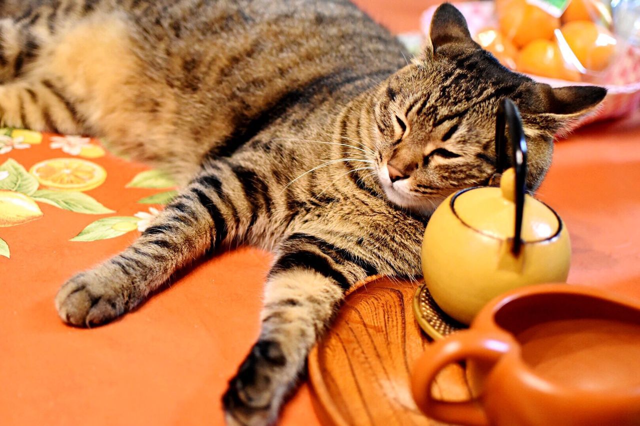 Tabby cat lying on table by crockery at home