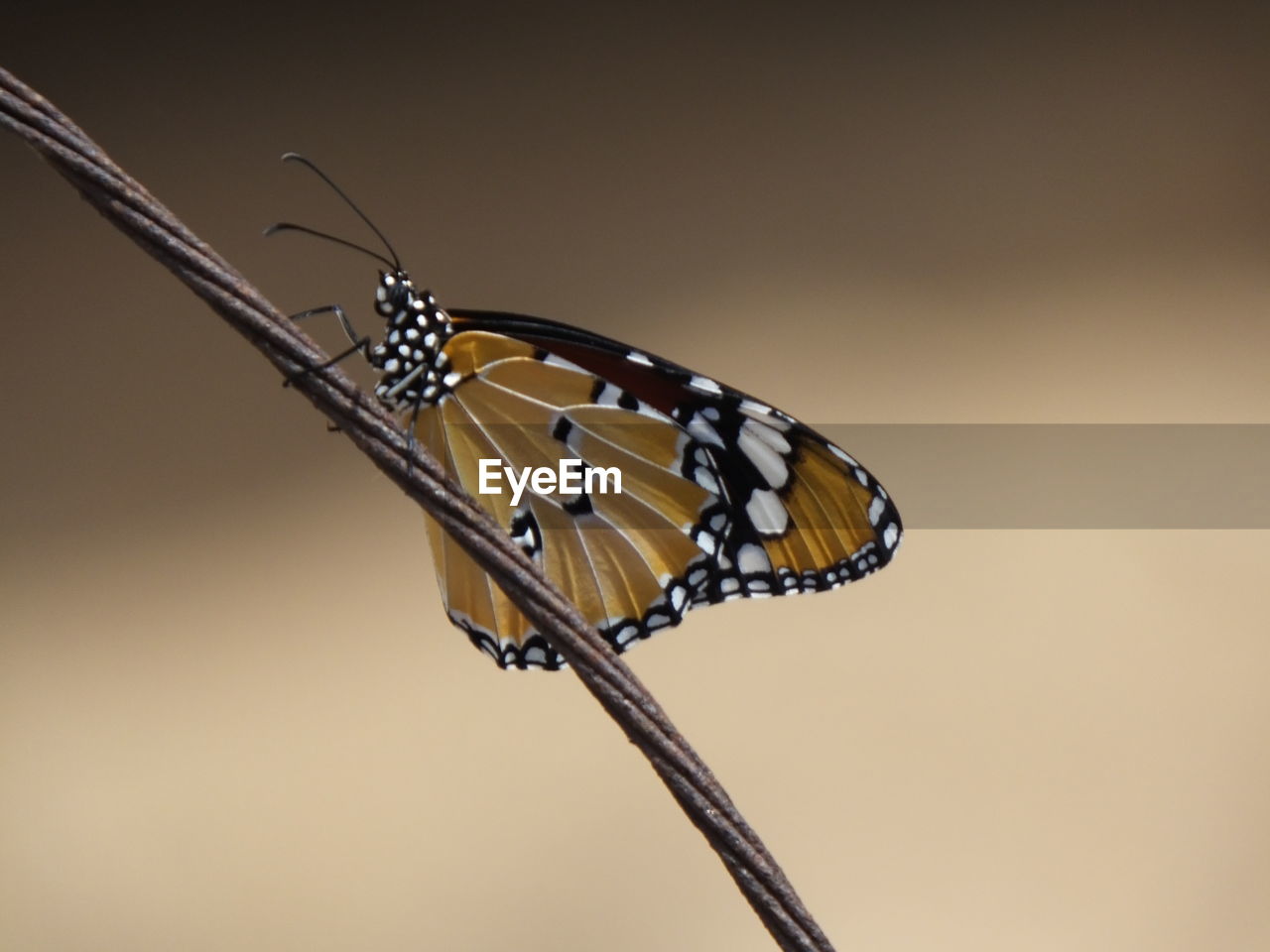 Close-up of butterfly on old wire