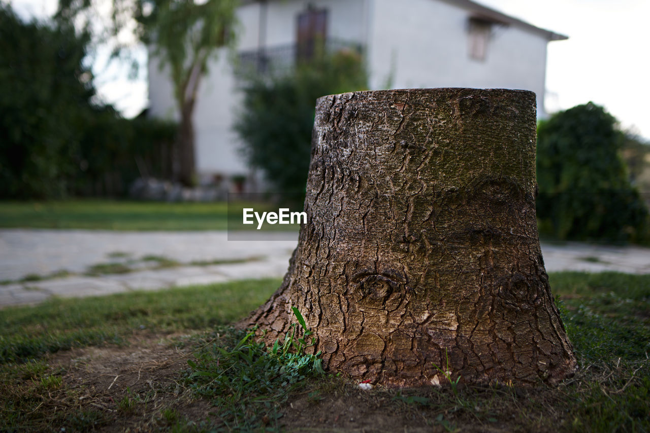 CLOSE-UP OF TREE STUMP ON LAND