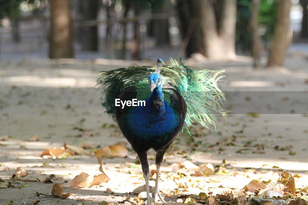 HIGH ANGLE VIEW OF PEACOCK