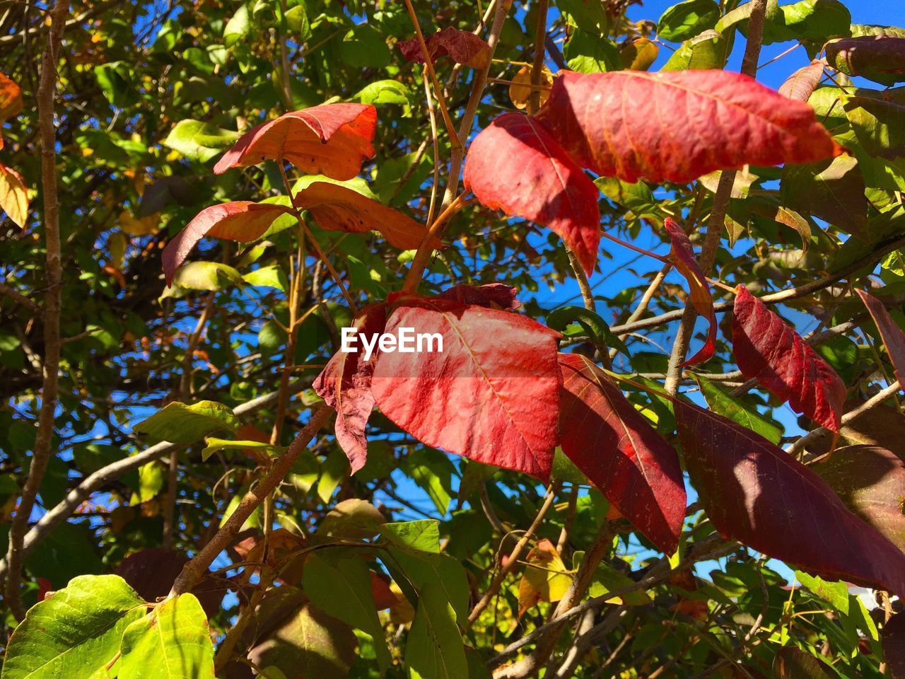 LOW ANGLE VIEW OF PLANTS