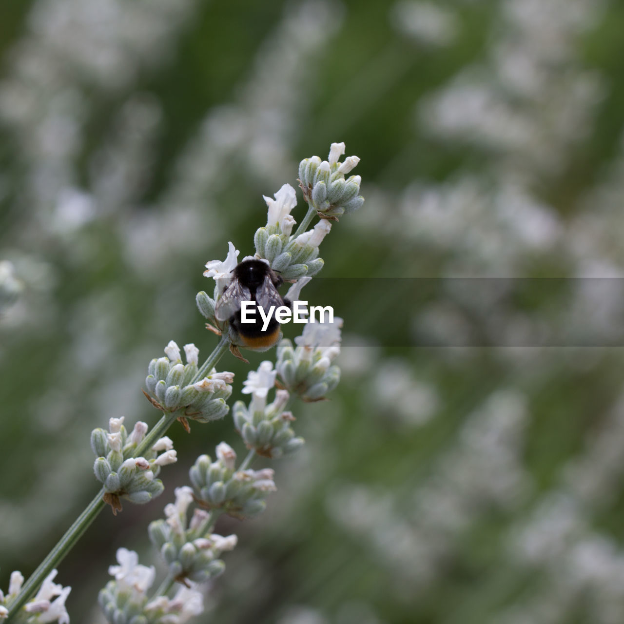 CLOSE-UP OF WHITE CHERRY BLOSSOMS IN SPRING