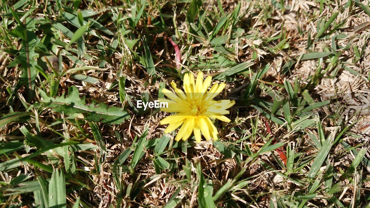 CLOSE-UP OF YELLOW FLOWER BLOOMING IN FIELD