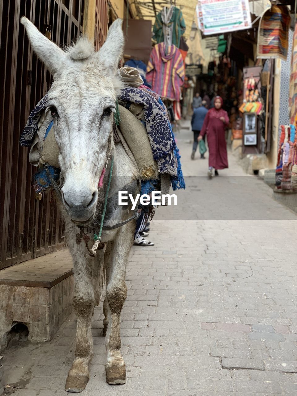 Donkey cart on street in fez city