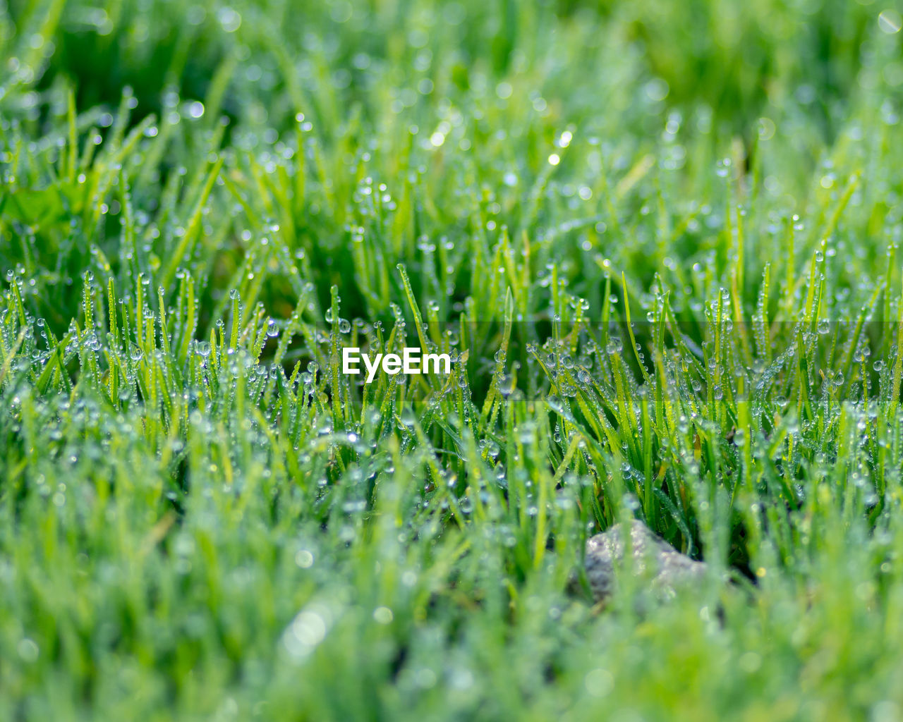 Close-up of wet grass on field