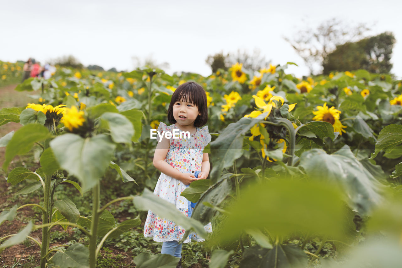 Girl standing amidst sunflowers