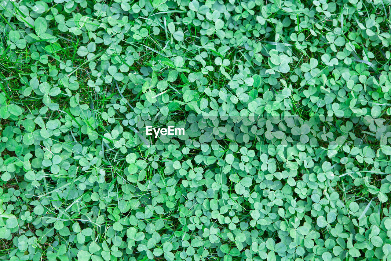 Clover lawn fragment, texture, close-up. background for mockup of social media, eco shop