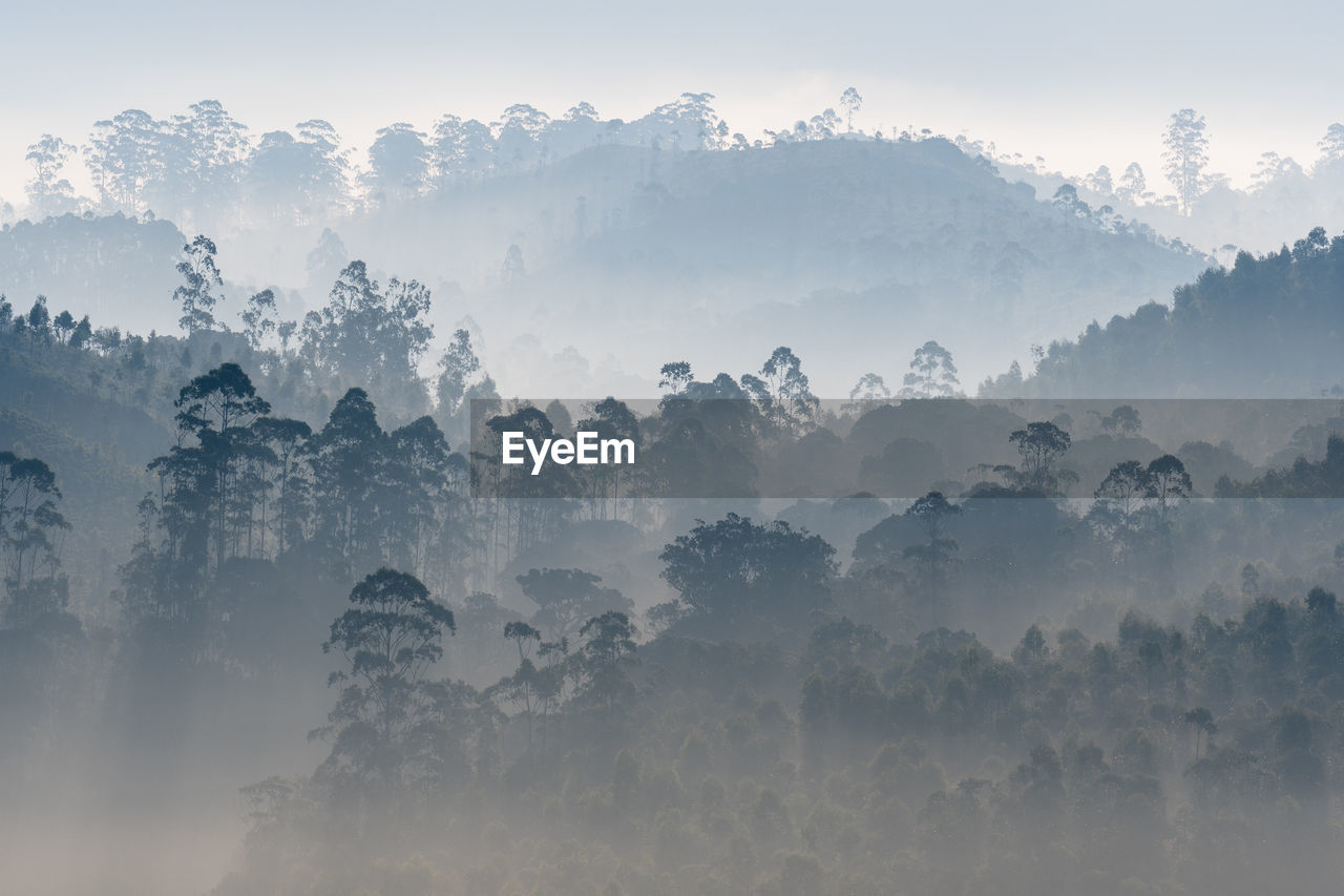 Panoramic shot of trees on landscape against sky