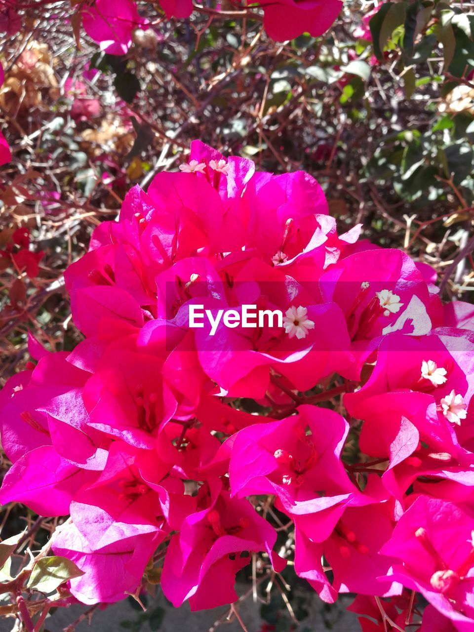 CLOSE-UP OF PINK FLOWERS IN WATER