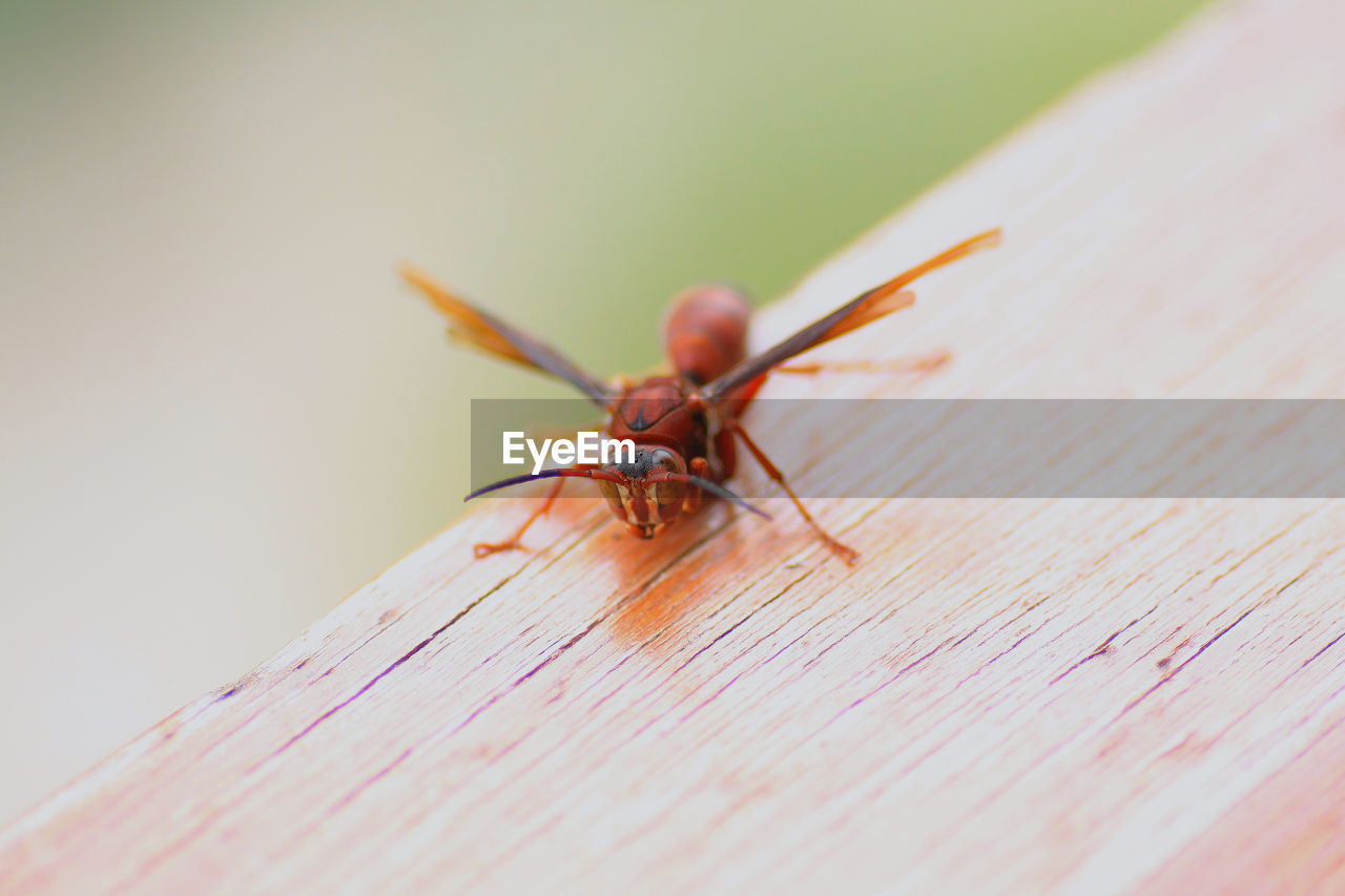 CLOSE-UP OF HOUSEFLY