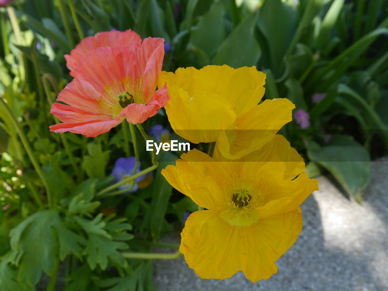 CLOSE-UP OF YELLOW FLOWERS BLOOMING