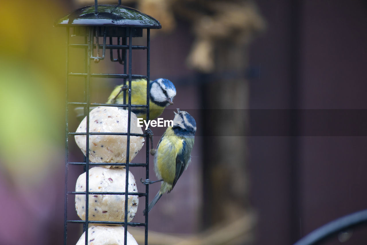 CLOSE-UP OF BIRD PERCHING ON METAL FEEDER