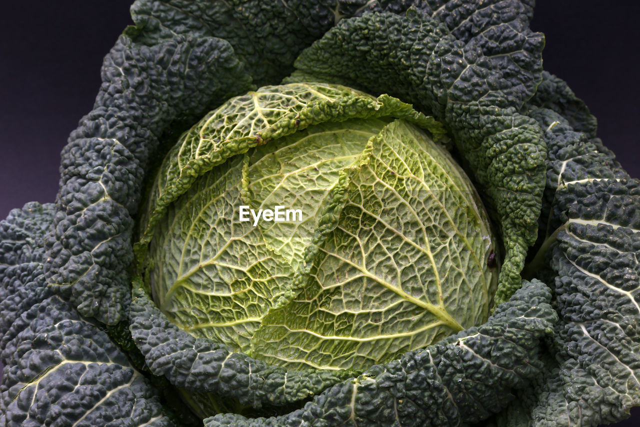 Close-up of fresh cabbage