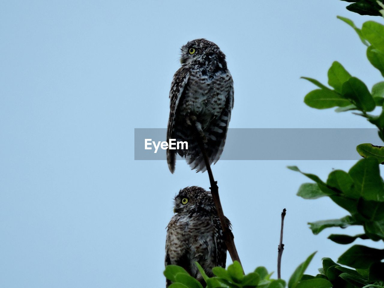 Two owls perching on branch