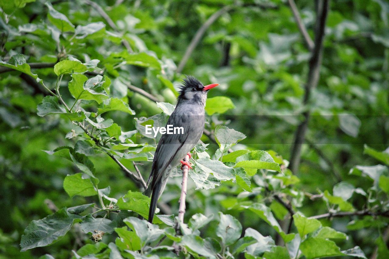 BIRD PERCHING ON TREE