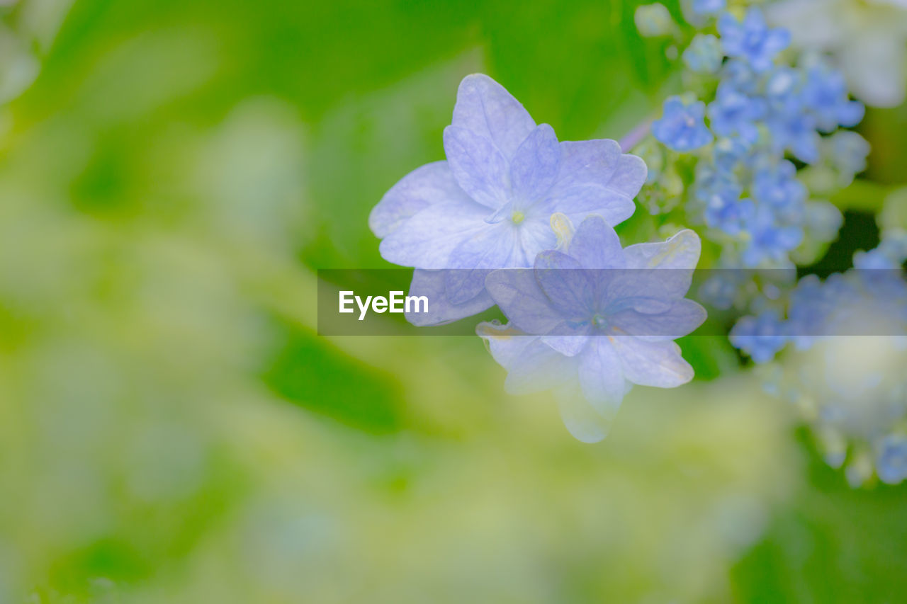 flower, flowering plant, plant, green, freshness, beauty in nature, nature, macro photography, blossom, fragility, close-up, petal, inflorescence, flower head, springtime, growth, wildflower, no people, selective focus, plant part, outdoors, leaf, botany, blue, purple, summer, forget-me-not, focus on foreground, day, lilac, macro