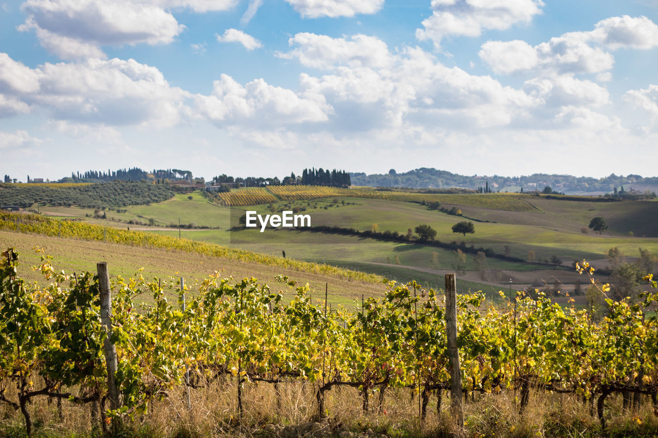 VINEYARD AGAINST SKY