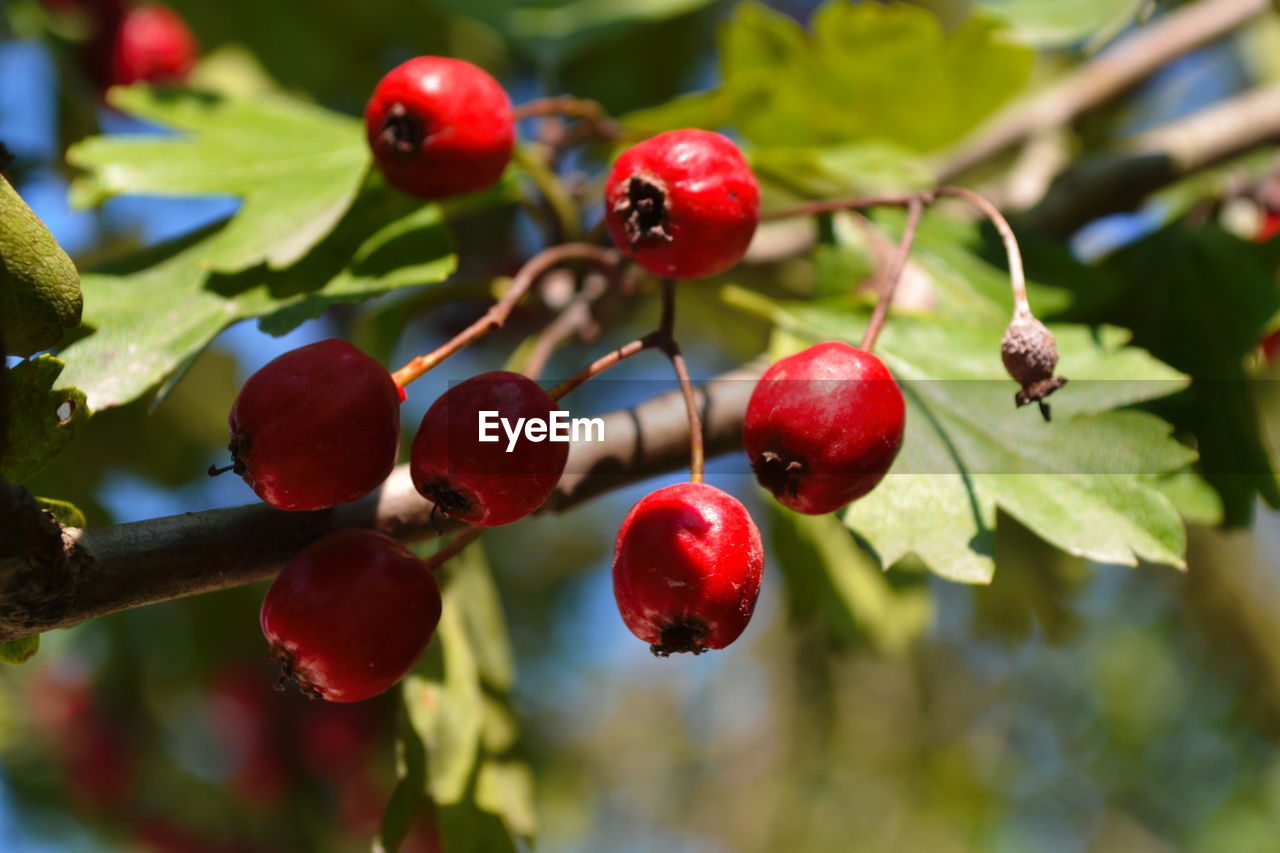 CLOSE-UP OF RED CHERRIES GROWING ON TREE