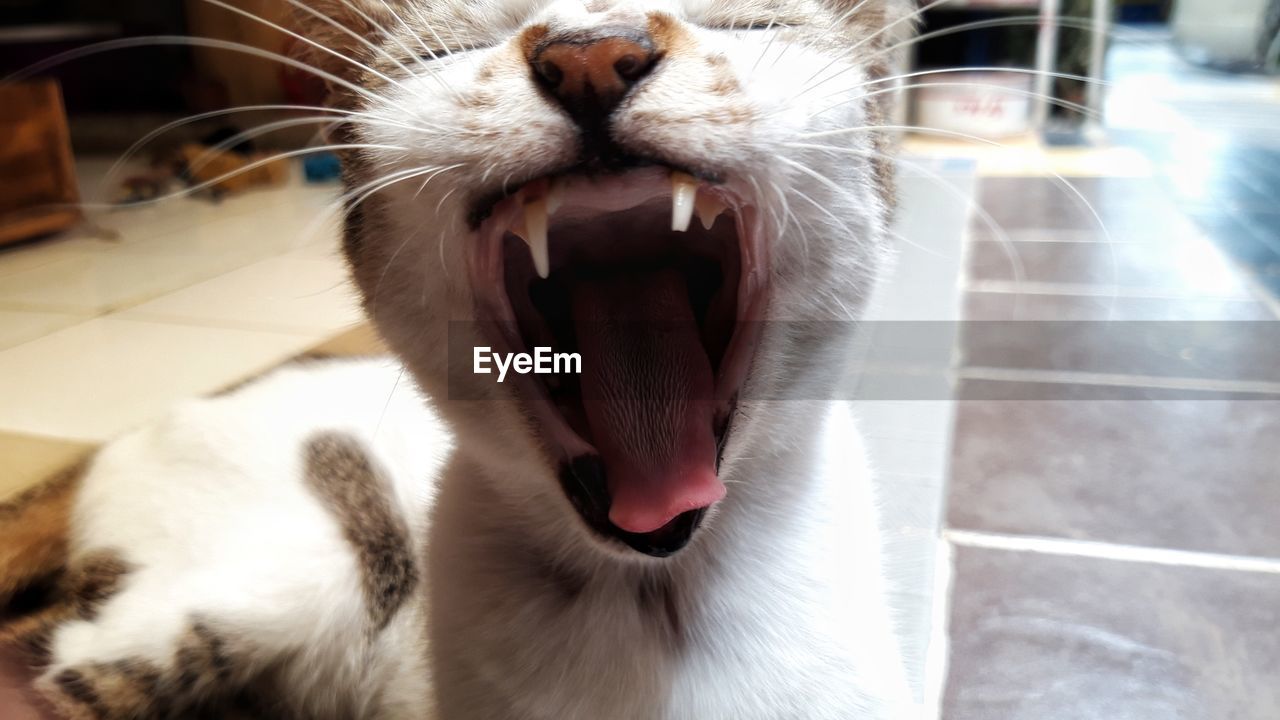 CLOSE-UP OF CAT YAWNING OUTDOORS