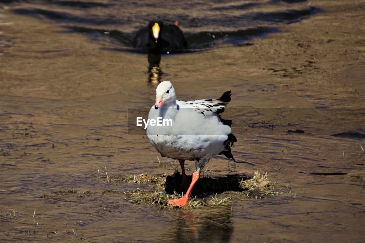 BIRD DRINKING WATER