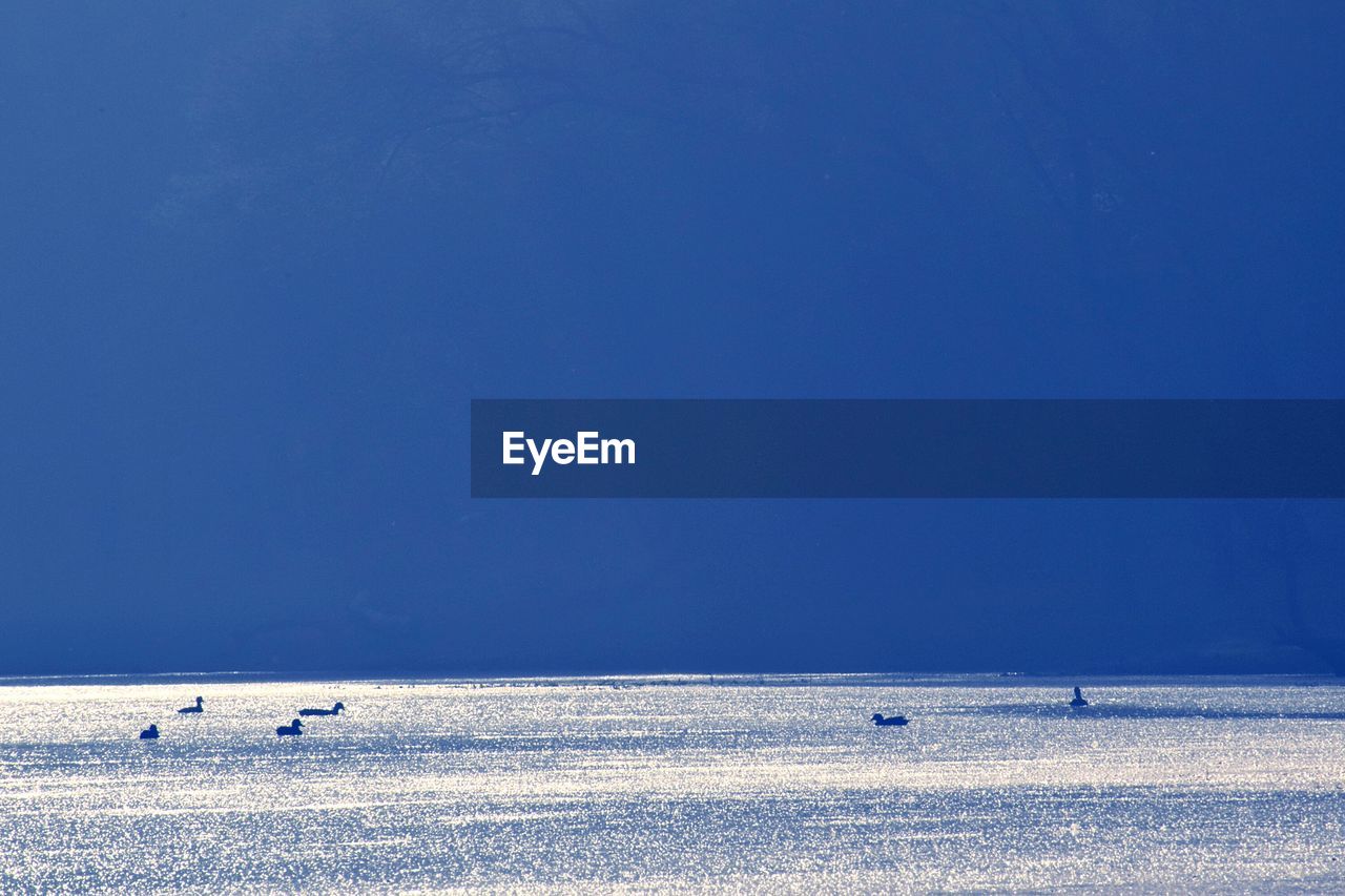 Birds swimming on sea against clear blue sky