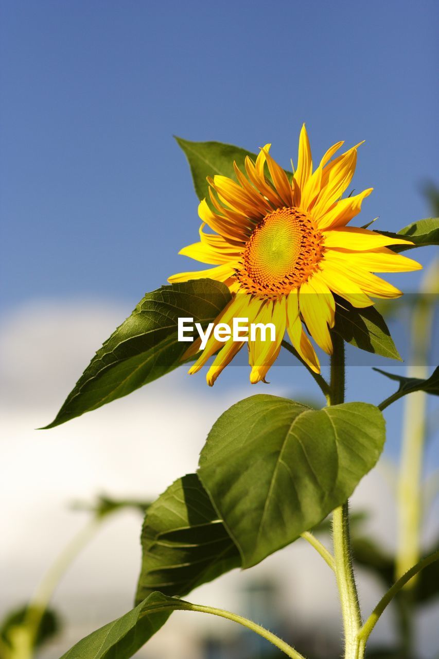 Close-up of yellow flower against clear sky