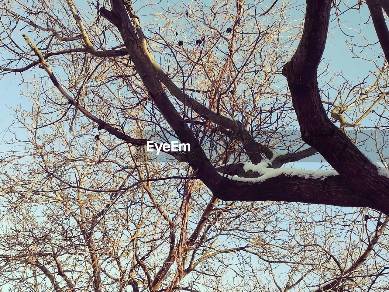 LOW ANGLE VIEW OF TREE AGAINST SKY