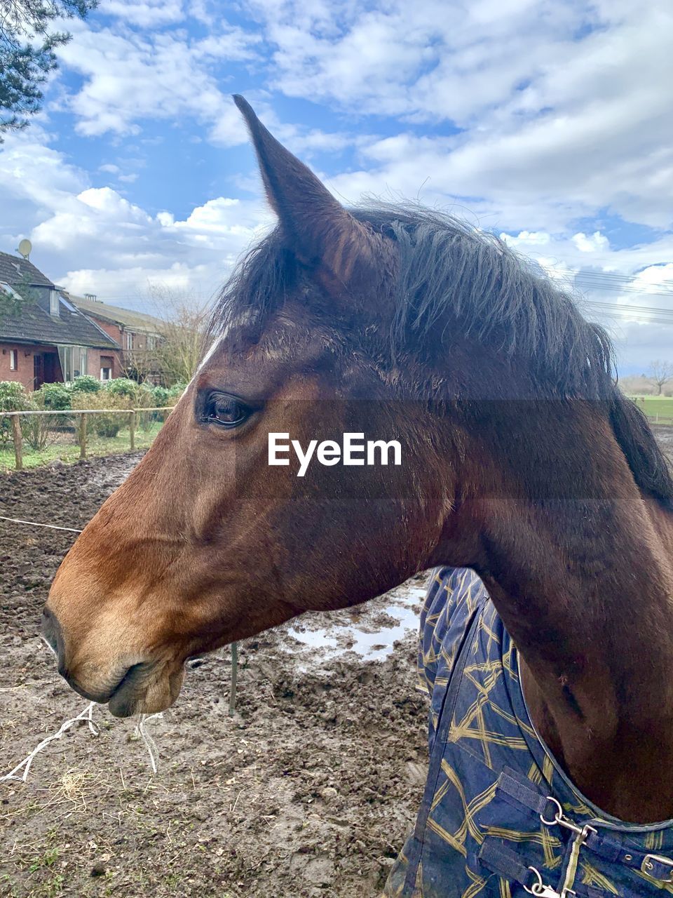 CLOSE-UP OF HORSE IN RANCH