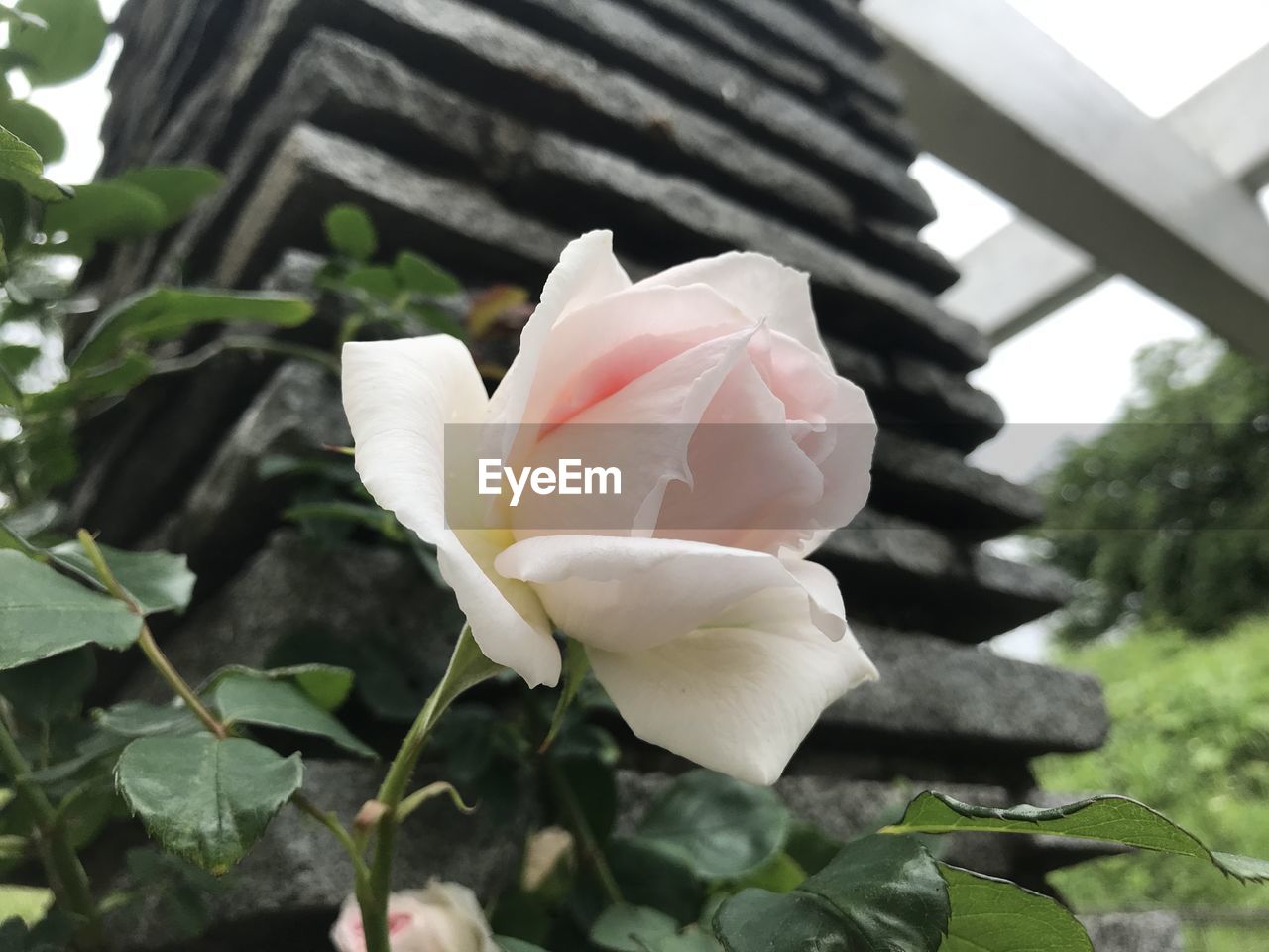 plant, flower, flowering plant, beauty in nature, petal, freshness, leaf, plant part, nature, growth, close-up, inflorescence, flower head, fragility, rose, no people, white, focus on foreground, outdoors, day, pink, springtime, botany