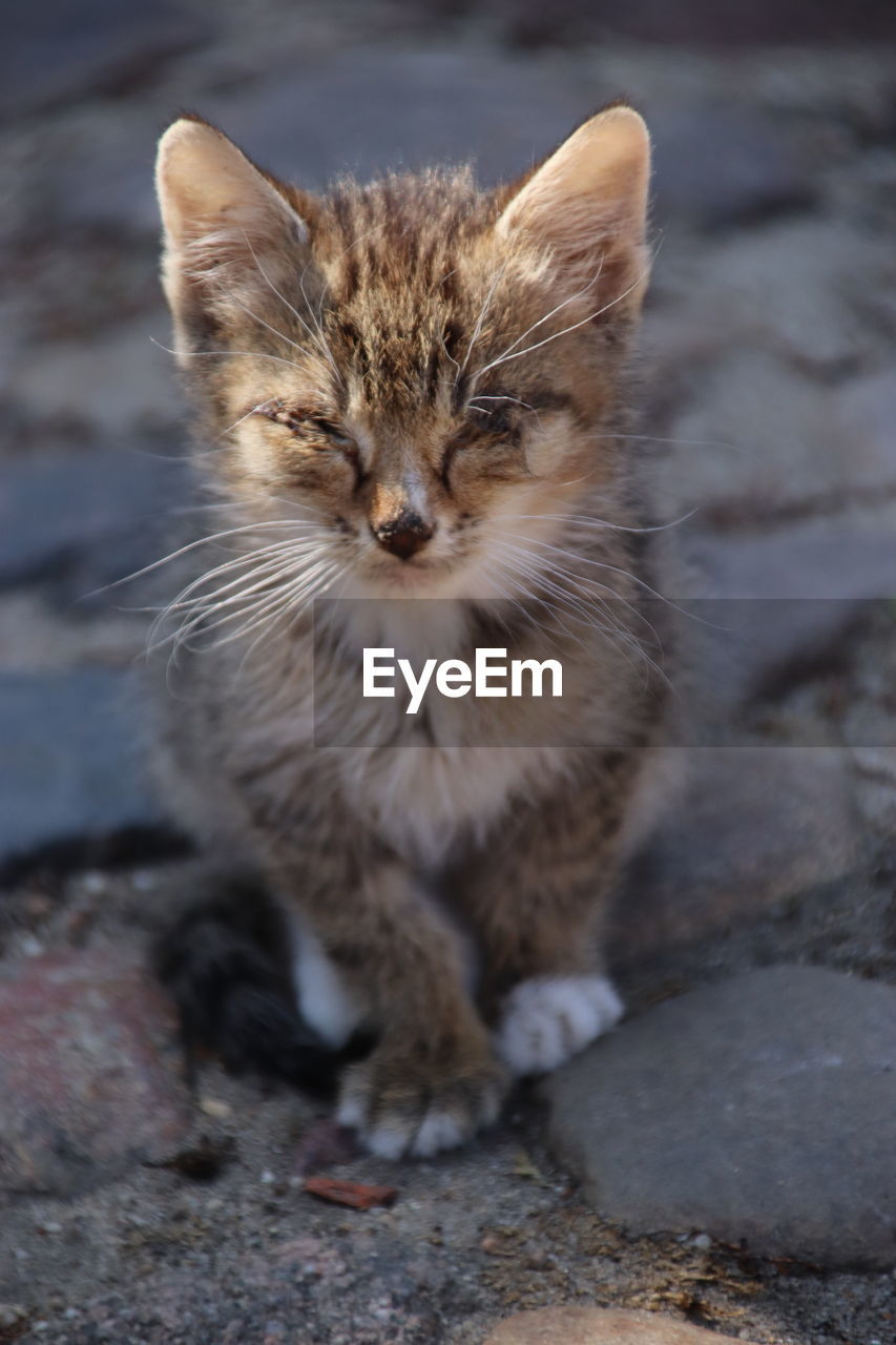 Portrait of cat sitting outdoors