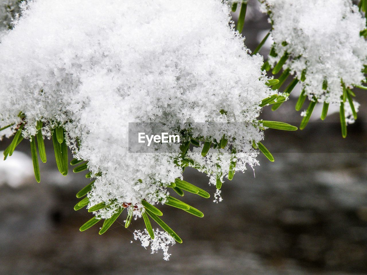 Close-up of frozen plant