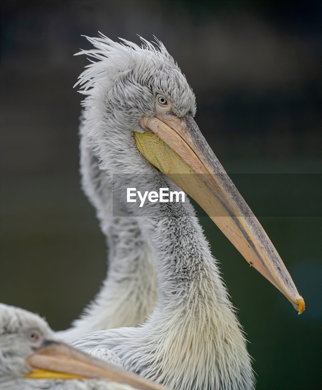 CLOSE-UP OF WHITE BIRD