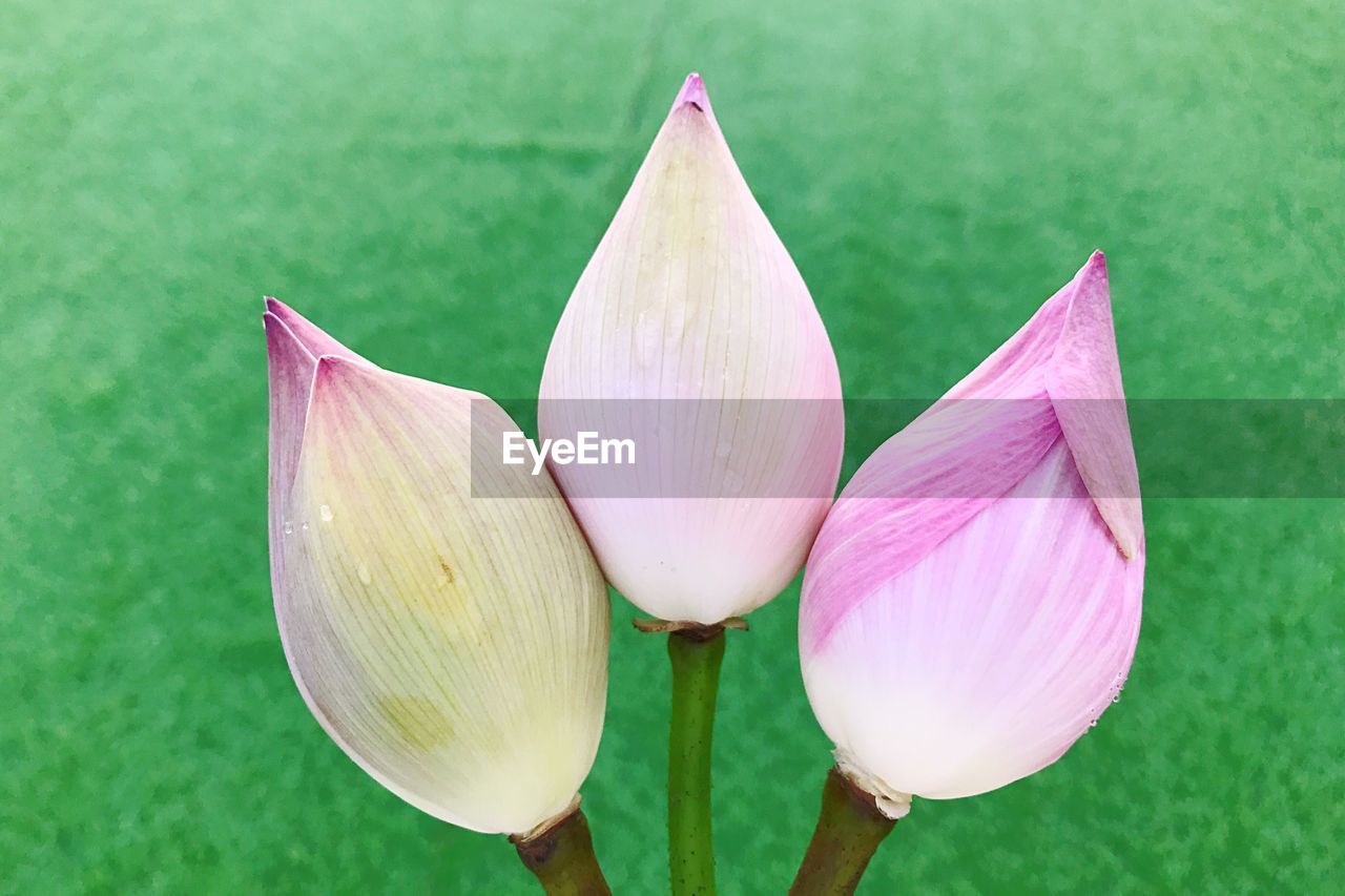 Close-up of lotus water lily