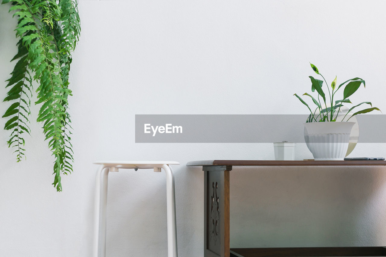 potted plant on table against wall