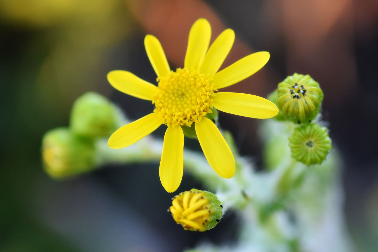 CLOSE-UP OF YELLOW FLOWERS BLOOMING