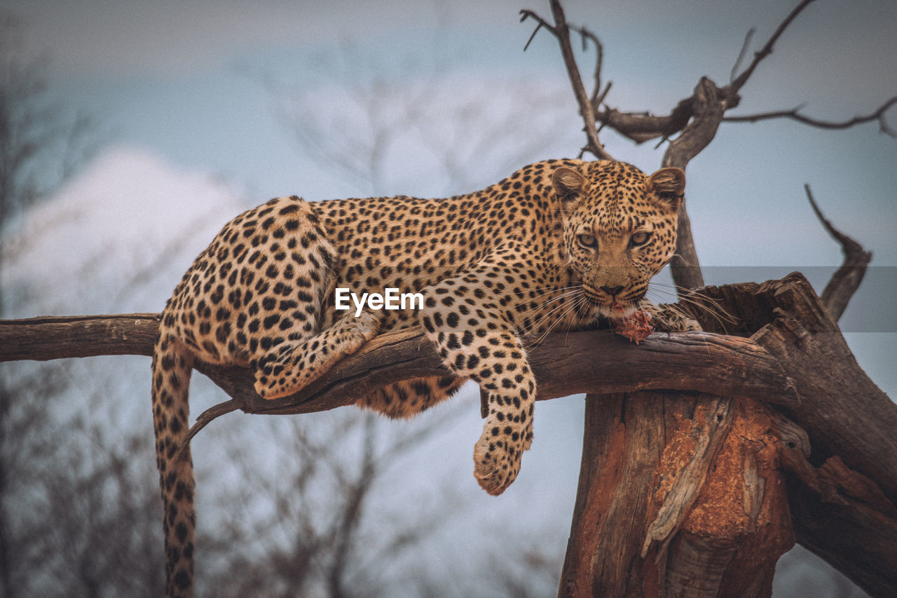 Leopard sitting on broken tree