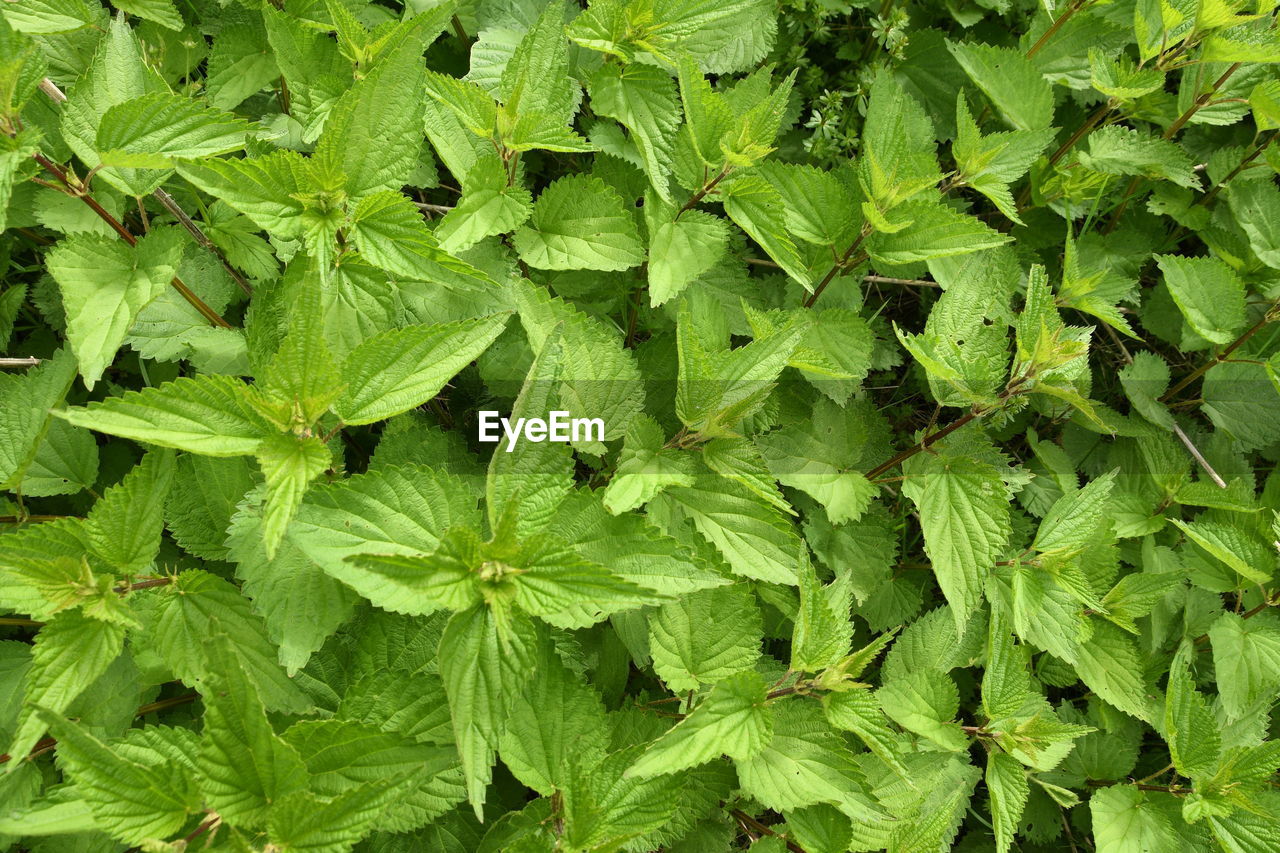 HIGH ANGLE VIEW OF LEAVES